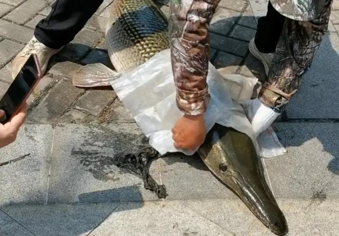 广东钓鱼人湖中钓起76斤鳄雀鳝引热议，网友：太大了，放生吧