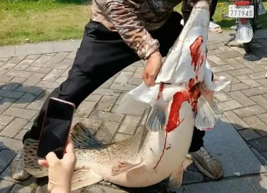 广东钓鱼人湖中钓起76斤鳄雀鳝引热议，