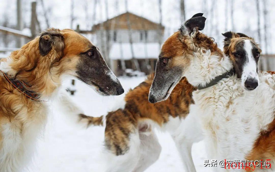 苏俄猎狼犬优缺点（苏俄猎狼犬资料介绍及图片）(图4)