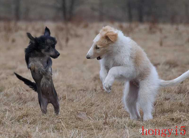 苏俄猎狼犬优缺点（苏俄猎狼犬资料介绍及图片）(图15)