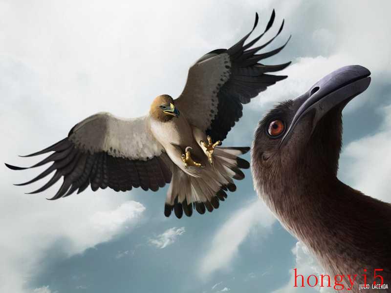 哈斯特巨鹰图片（哈斯特巨鹰是不是真的很可怕）(图2)