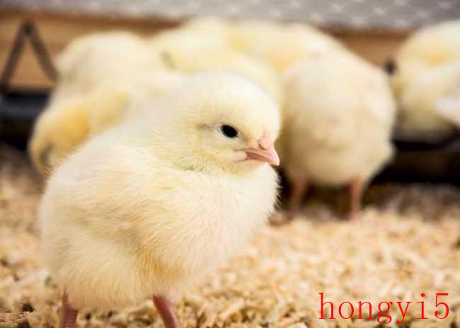 孵化小鸡要多少温度和湿度（孵化小鸡的最佳温度）(图1)