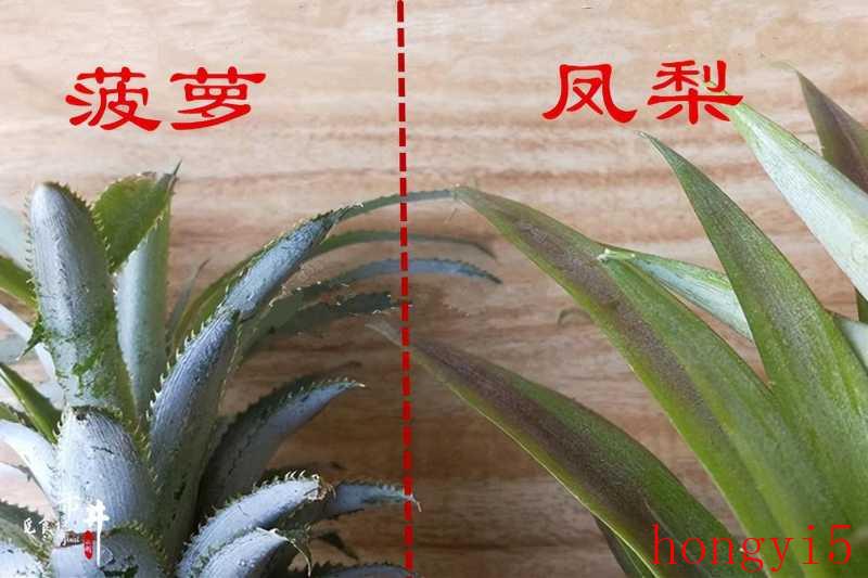 你们知道菠萝和凤梨有什么区别吗-（菠萝和凤梨有什么区别吗）(图4)