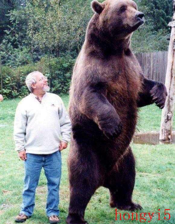 北极熊最大有多少米（世界上最大的熊是哪种熊）(图5)