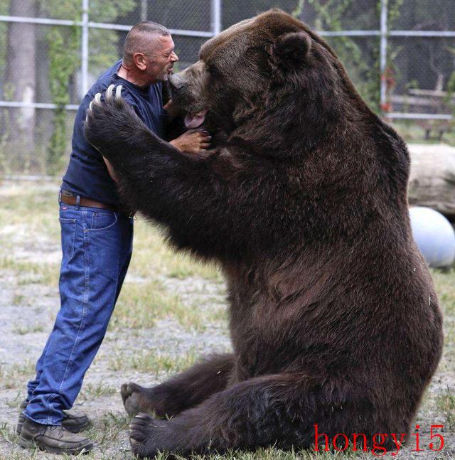 北极熊最大有多少米（世界上最大的熊是哪种熊）(图4)