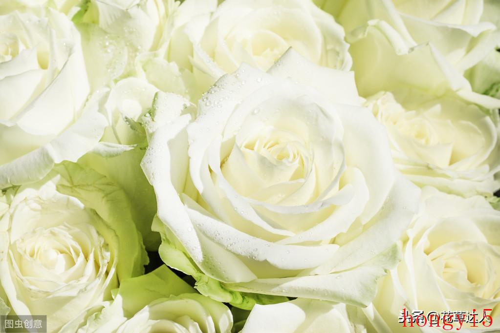 白玫瑰花寓意是什么意思（白玫瑰的花语和寓意象征）(图3)