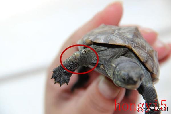 怎么区分乌龟脱皮和腐皮（乌龟脱皮和腐皮的区别）(图3)