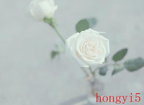 白玫瑰花寓意是什么意思（白玫瑰的花语和寓意象征）(图4)
