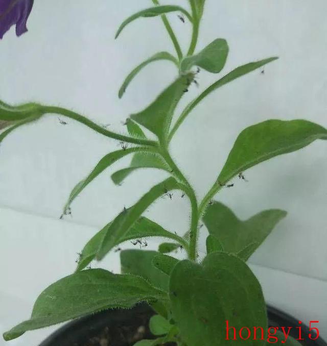 怎样根治花盆里的小飞虫（室内养花有小飞虫怎么处理）(图1)