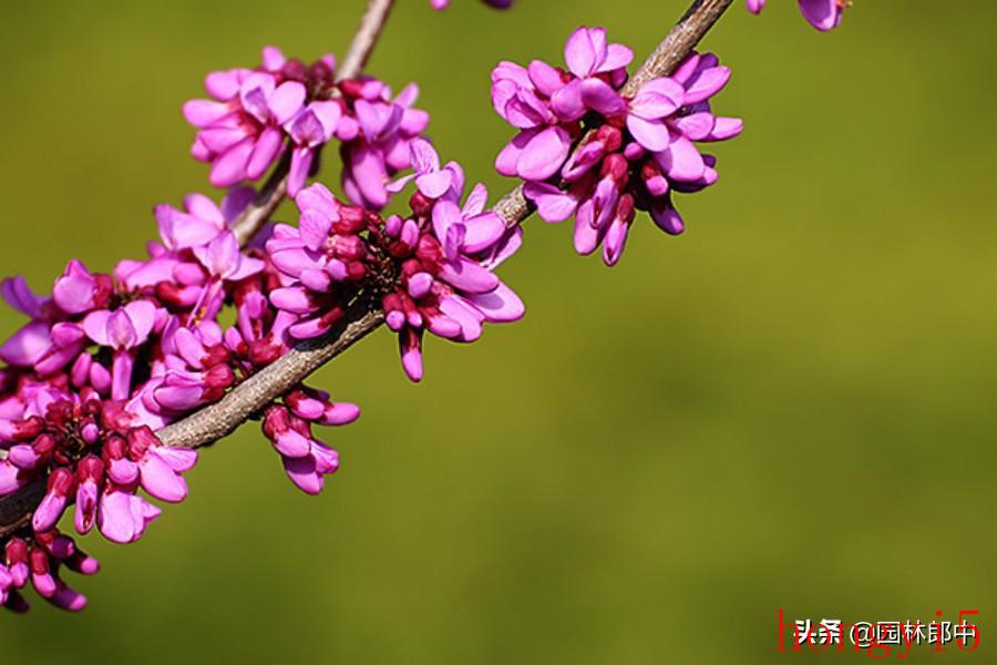 紫荆与紫荆花的区别（紫荆和紫荆花的区别在哪里）(图1)