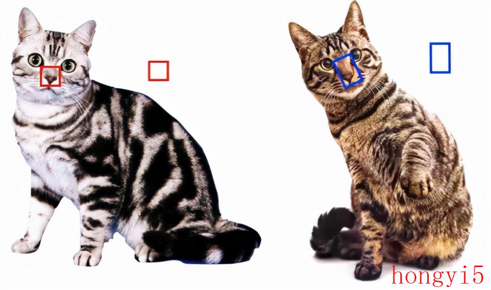 狸花猫和美短怎么区分（美短和狸花猫的区别）(图5)