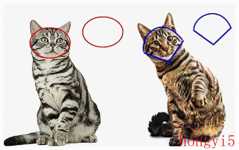 狸花猫和美短怎么区分（美短和狸花猫的区别）(图7)