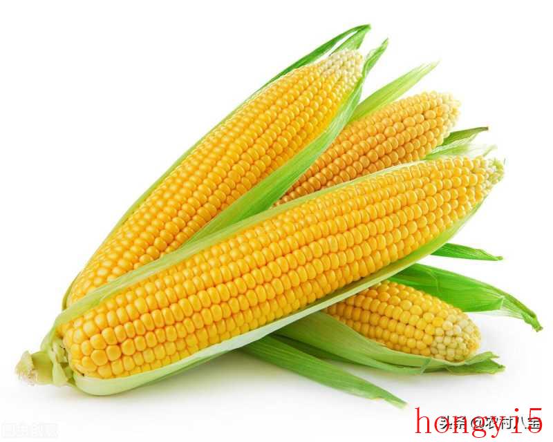 亩产最高的玉米品种（高产玉米种子十大