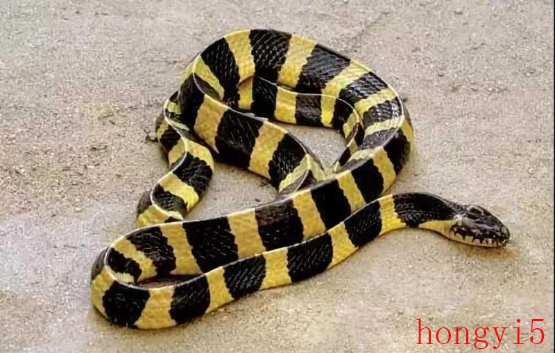 金环蛇还是银环蛇毒（金环蛇和银环蛇哪个毒性更大）(图6)
