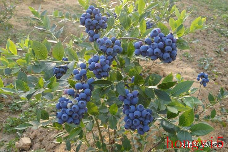 蓝莓的养护知识（蓝莓适合什么环境种植）(图2)