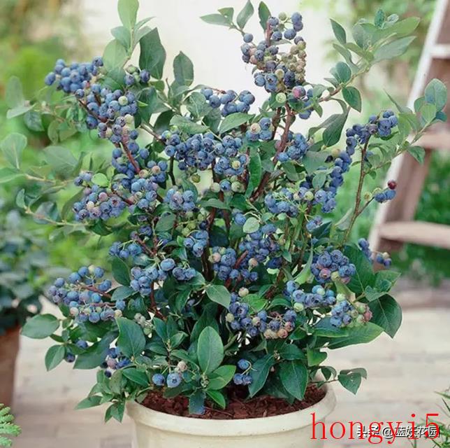 蓝莓的养护知识（蓝莓适合什么环境种植）(图5)
