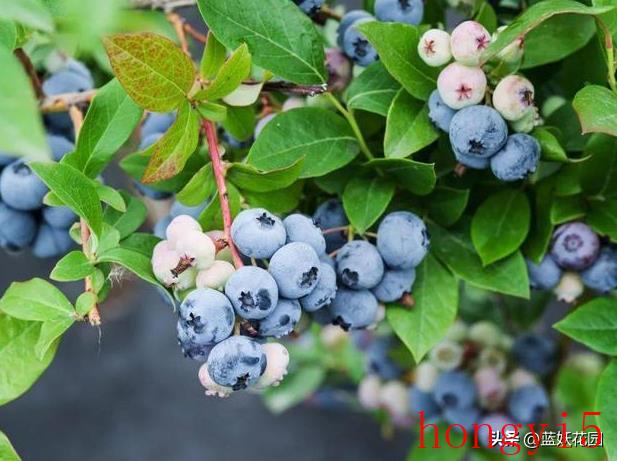 蓝莓的养护知识（蓝莓适合什么环境种植）(图1)