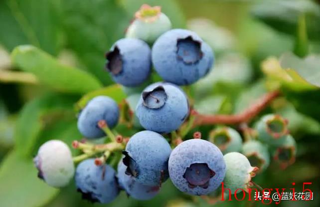 蓝莓的养护知识（蓝莓适合什么环境种植）(图6)