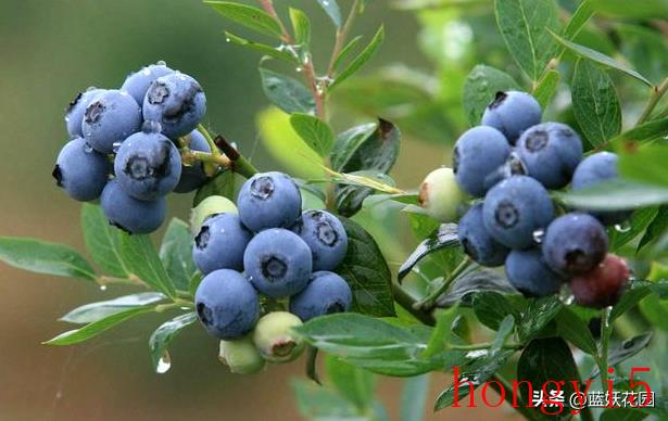 蓝莓的养护知识（蓝莓适合什么环境种植）(图4)