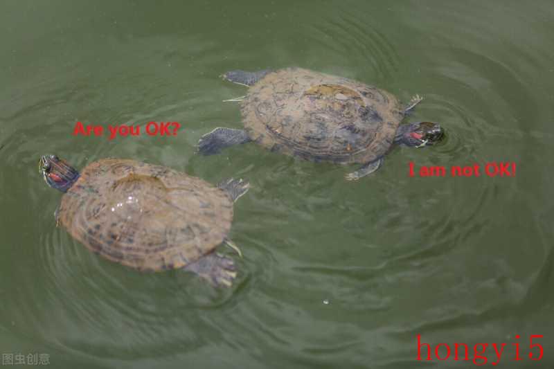 乌龟繁殖方法（野生的乌龟怎么交配）(图6)