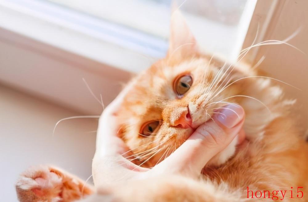 猫突然咬主人是怎么回事（猫为什么会突然抱你手咬你）(图1)