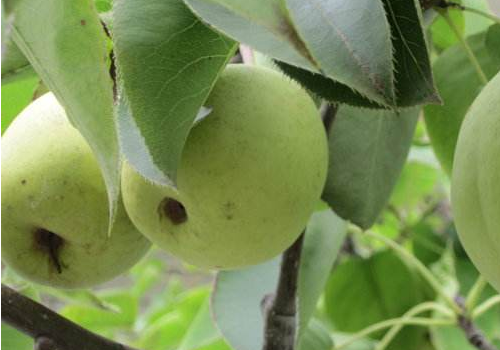 煮熟的梨子有什么功效 是凉性的吗