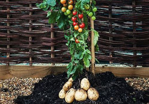 西红柿和土豆能一起吃吗 做法步骤是怎样