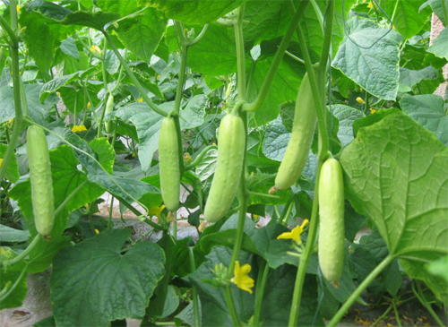 地黄瓜的种植方法 怎么做好吃