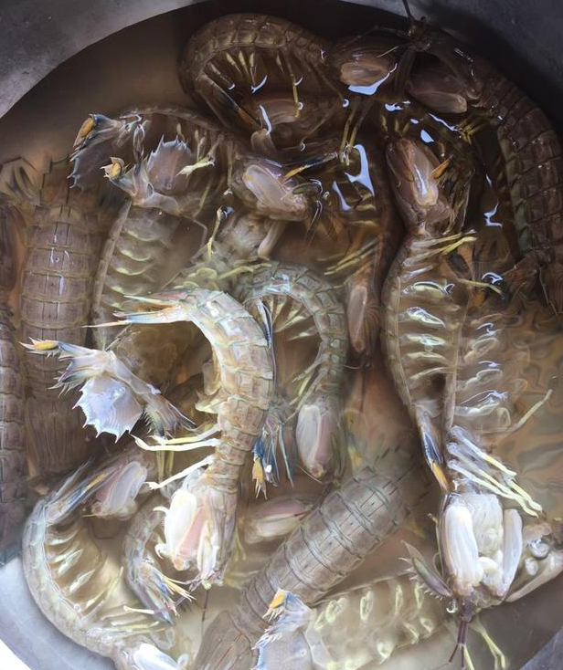生腌濑尿虾的做法 多少钱一斤