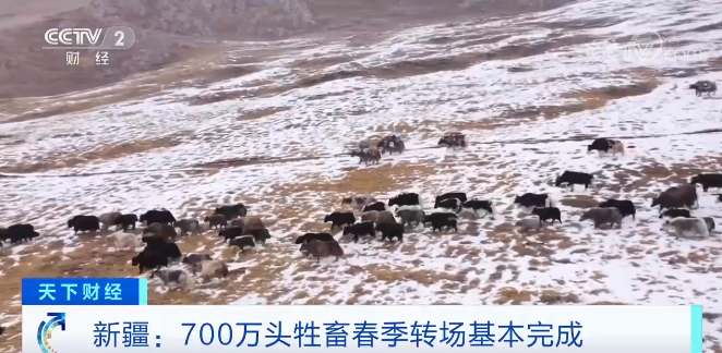 新疆：700万头牲畜春季转场基本完成