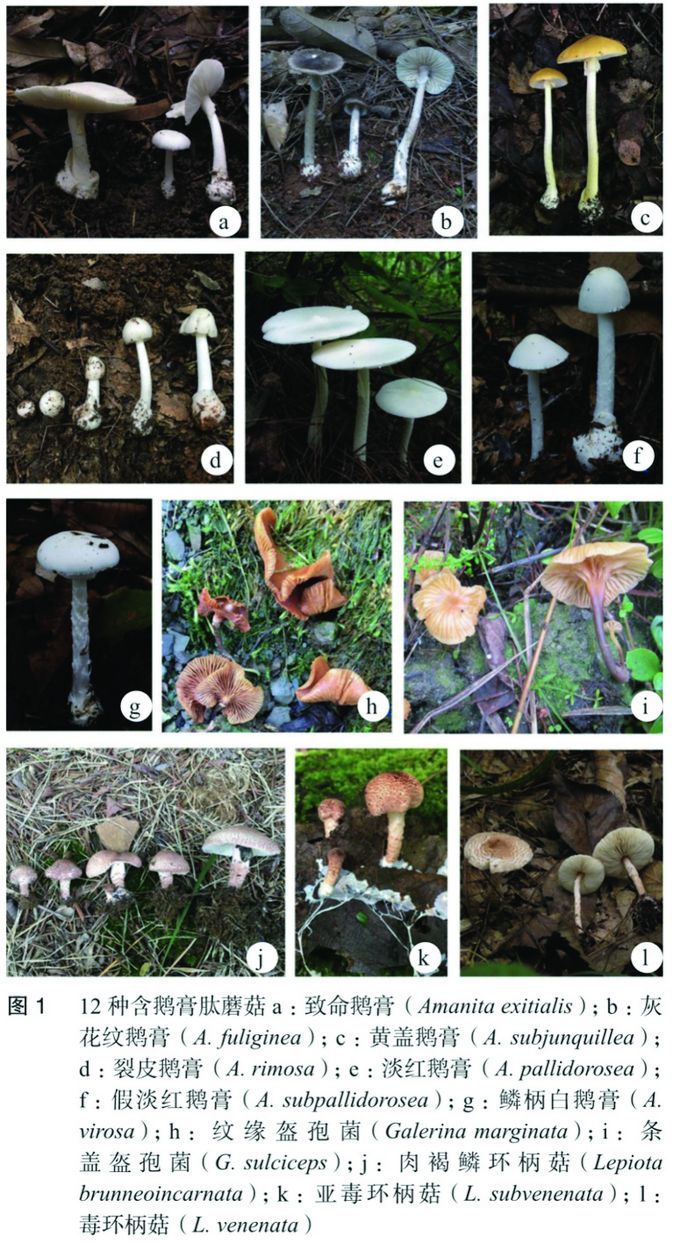 又到一年吃菌时！常见毒蘑菇图鉴，很多“平平无奇”