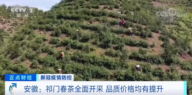 安徽：祁门春茶全面开采 品质价格均有提升