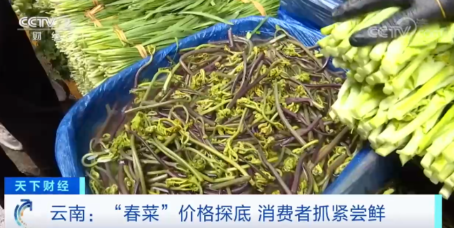 云南：“春菜”价格探底 消费者抓紧尝鲜