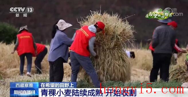在希望的田野上 | 西藏察雅青稞小麦陆续成熟 开始收割