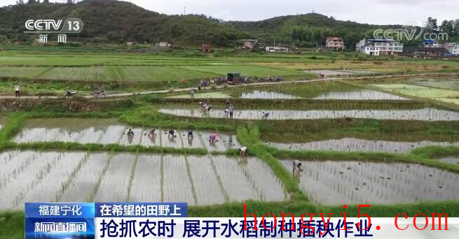 在希望的田野上 | 抢抓农时 福建宁化展开水稻制种插秧作业
