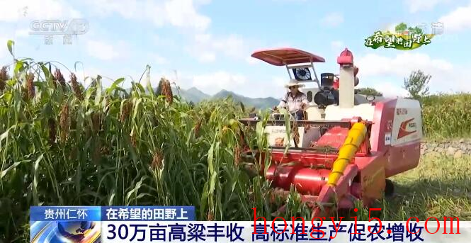 在希望的田野上 | 贵州仁怀30万亩高粱大丰收 高标准生产促农增收