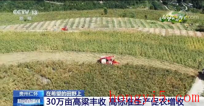 在希望的田野上 | 贵州仁怀30万亩高粱大丰收 高标准生产促农增收