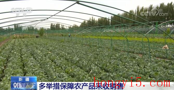 新疆各地多举措保障农产品采收销售 助农解决蔬菜“出村进城”难题