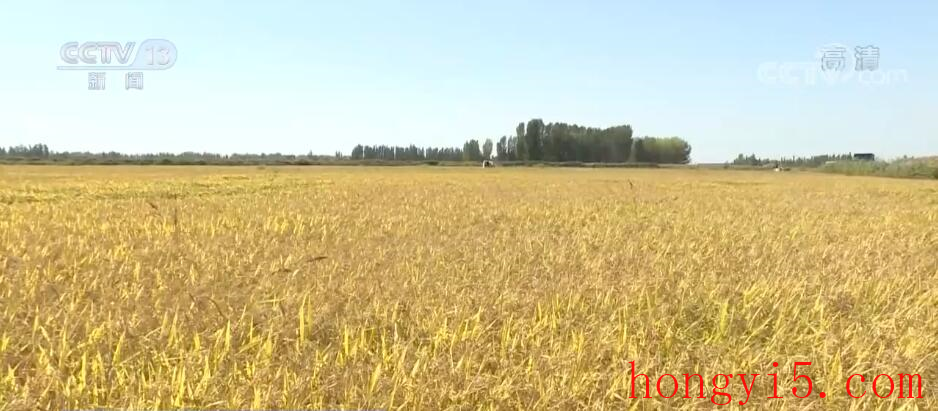 在希望的田野上 | 察布查尔早熟水稻开镰收割 技术推广助增产