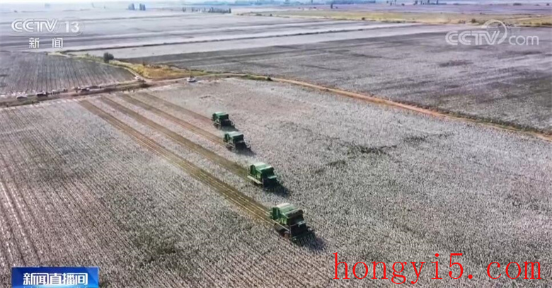 在希望的田野上 | 新疆玛纳斯县78万亩棉花陆续开始采收