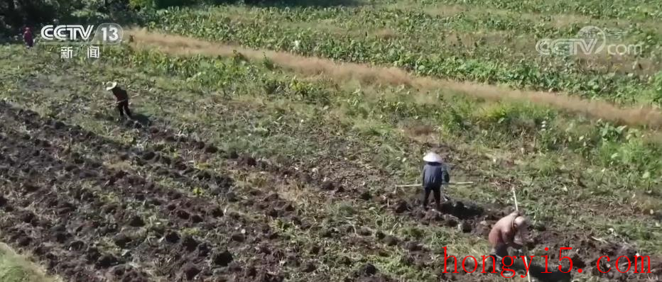 江苏靖江香沙芋机械化耕种水平提高至90%以上