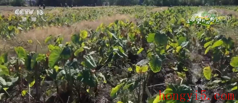江苏靖江香沙芋机械化耕种水平提高至90%以上