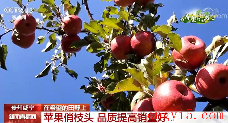 品质提高销量好 贵州威宁红苹果成为村民增收“致富果”