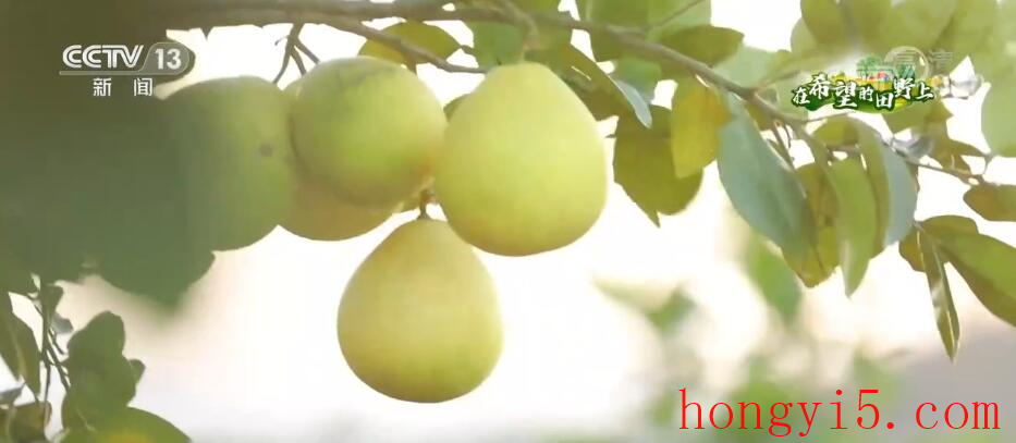 40万亩井冈蜜柚迎来采摘季 成为群众增收