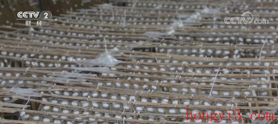 贵州凤冈最后一批秋蚕开秤收购 产量质量稳中有升
